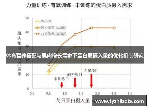 体育营养搭配与肌肉增长需求下蛋白质摄入量的优化机制研究